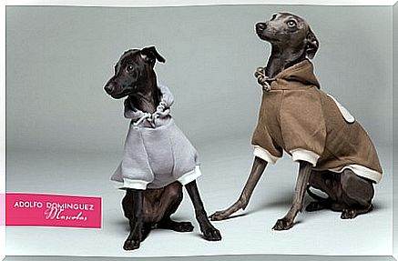 Adolfo Domínguez launches a collection for dogs