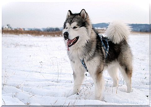 Alaskan malamute: origin and characteristics