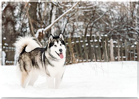 Alaskan malamute: character