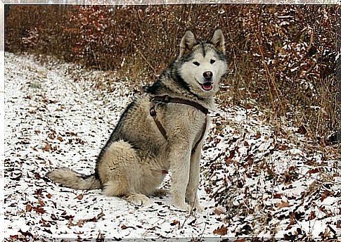 Alaskan malamute: origin