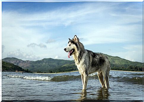 Alaskan malamute: characteristics and care