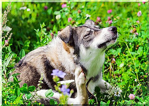 Allergies in dogs: how common are they?