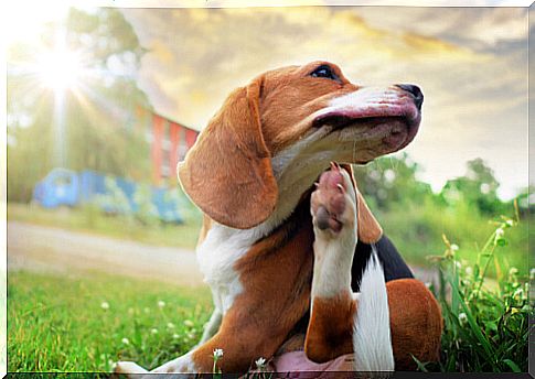 Beagle scratching