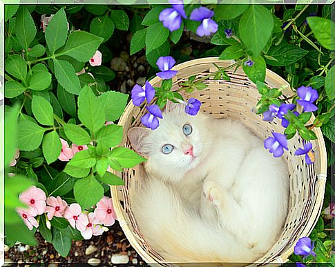 Amazing curiosities about deafness in albino cats