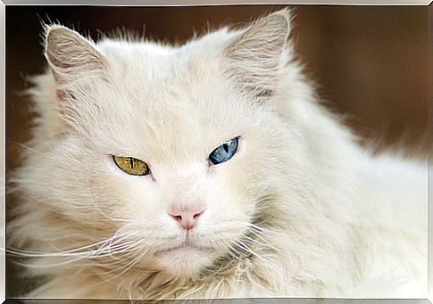 gato albino 2