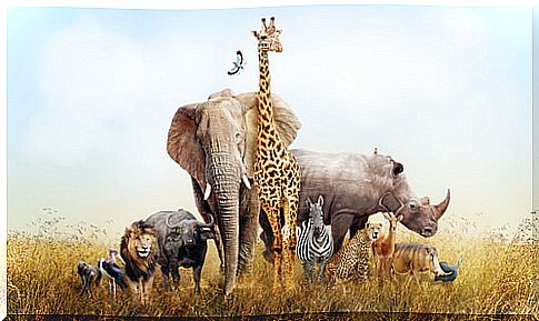 Animals that can be seen in Africa