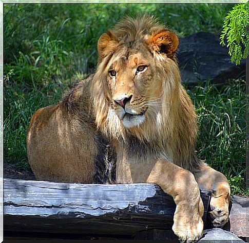 Animals that cannot be kept as pets: lion