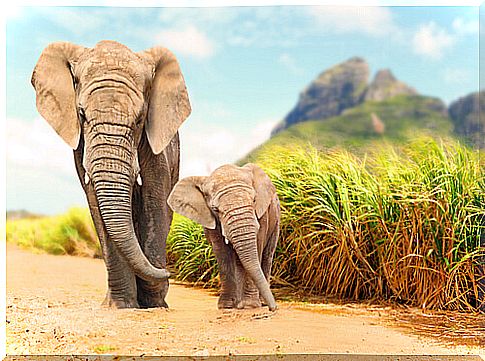 Protect elephants