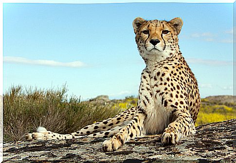 Biggest cats: leopard