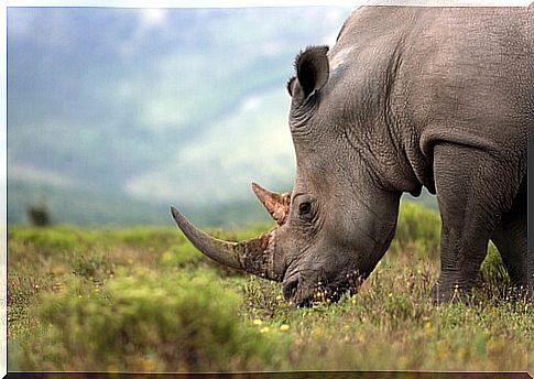 Solitary animals: rhinos