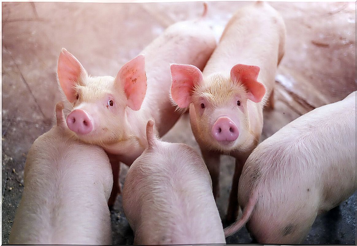 A group of farm pigs.