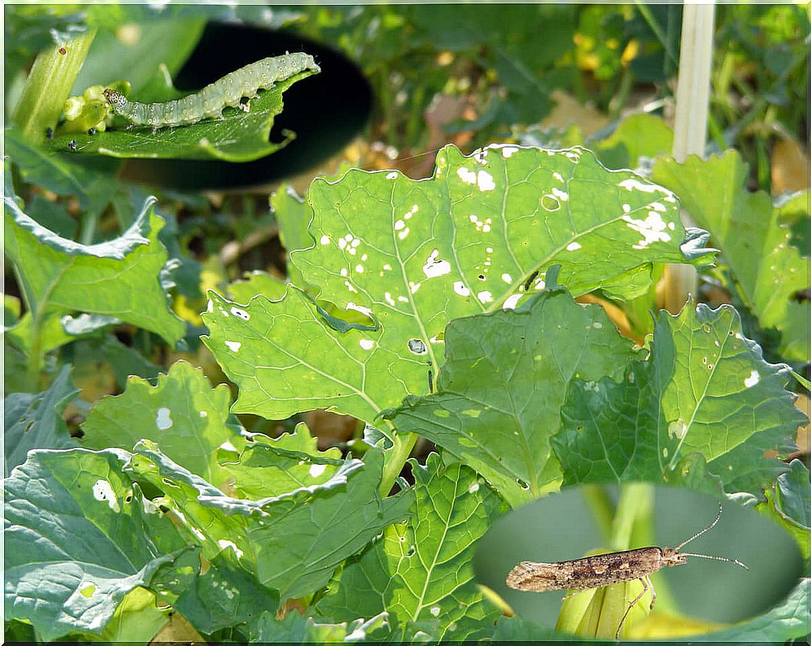 Insects eating a plant.