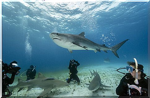 Are sharks really in danger?