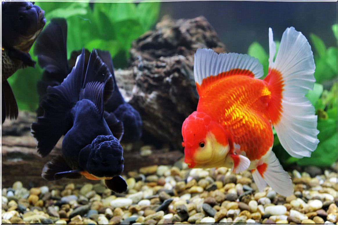 Are there different breeds of goldfish?