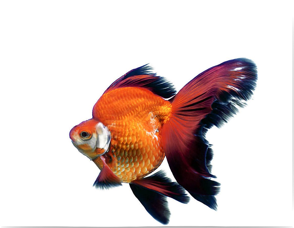 A Ryukin variety goldfish.