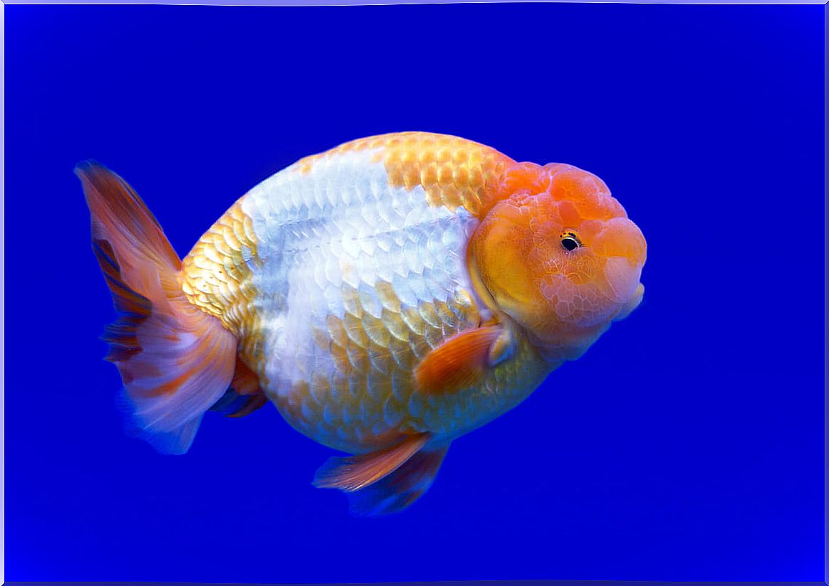 The ranchu is one of the breeds of golden carp.