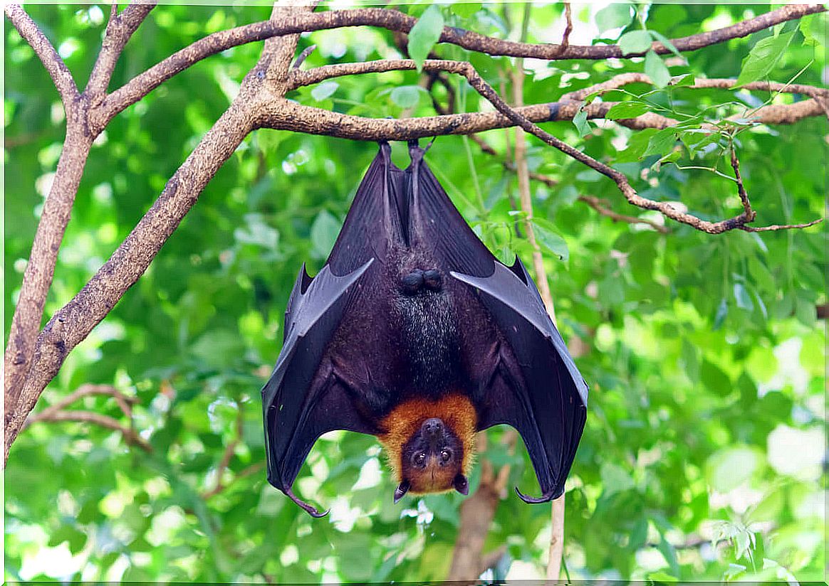 Bats and rabies: can they be transmitters?