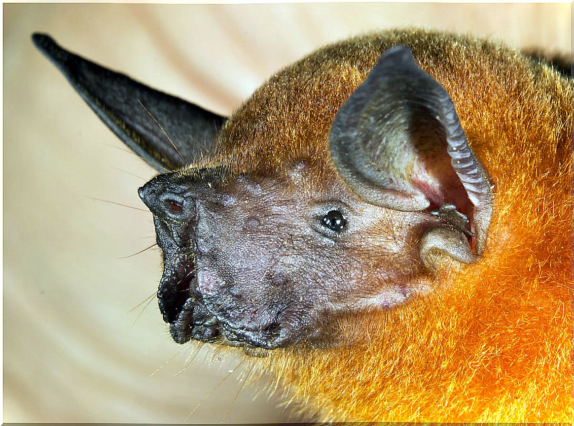 A fishing bat.