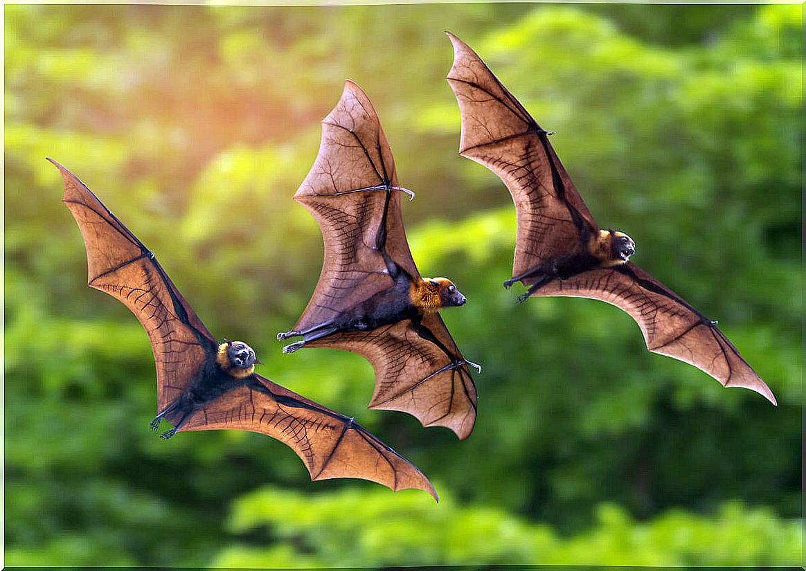 Bats and rabies: can they transmit it?