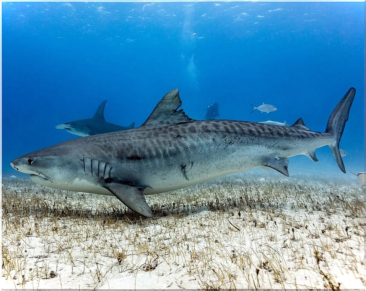 Shark behavior