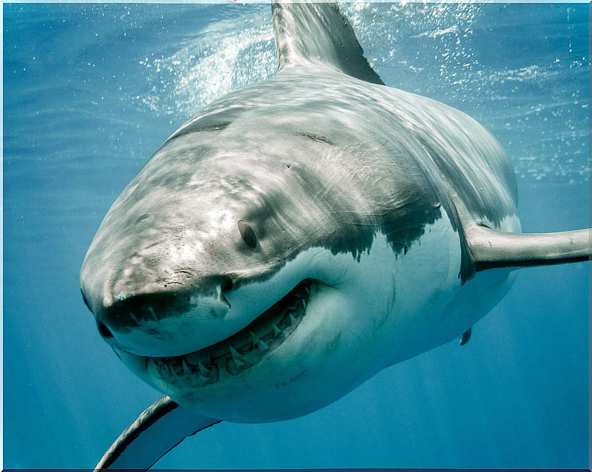 The behavior of sharks is very diverse.