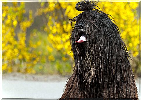 Bergamasco, breed of dog from the Italian Alps