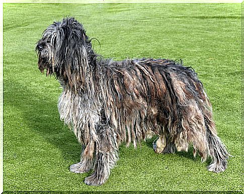 Bergamasco breed dog: behavior