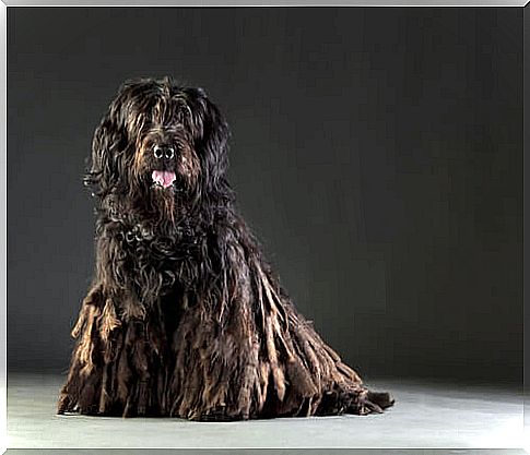 Bergamasco breed dog: care