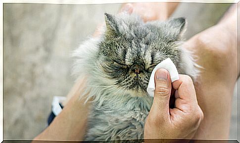 Cleaning the eyelids in a cat