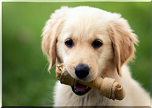 Bones for dogs, yes or no?