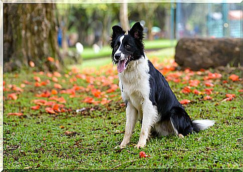 Border collie