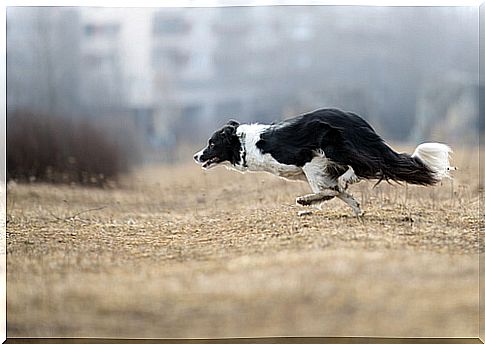 Border collie: obedience training