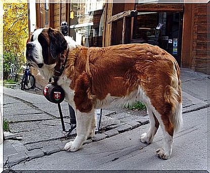 Saint Bernard with barrel on neck