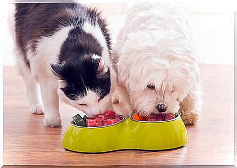 Dog and cat food