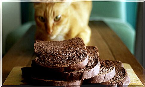 Cat observing chocolate bread