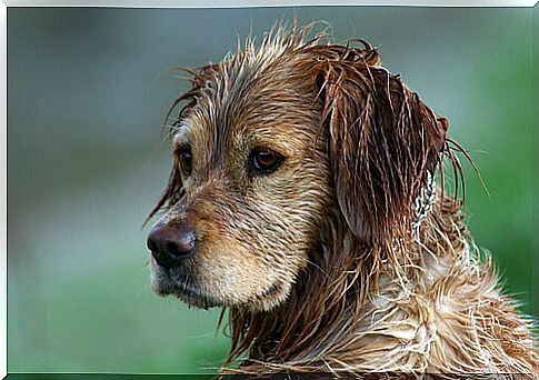 Can you avoid the smell of wet dog?