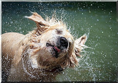 Shaking wet dog