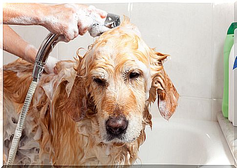 Dog bath