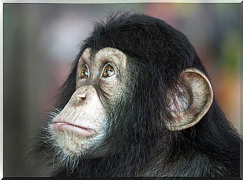 Smart chimpanzee