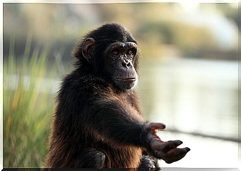 Monkeys: Sign Language