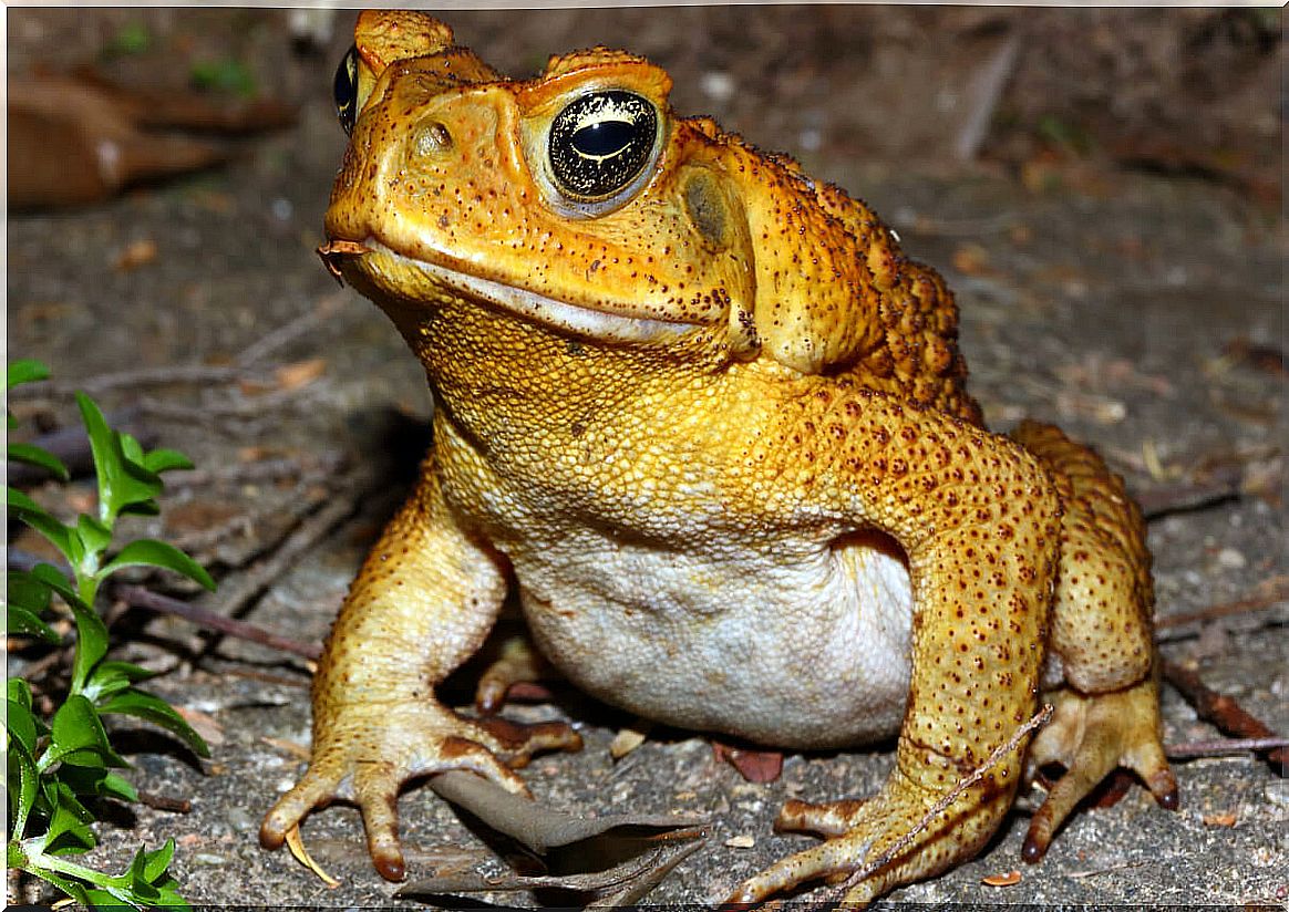 Cane toad: why is its invasive potential a concern?