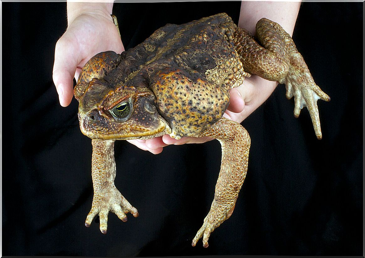 A cane toad is caught by a person.