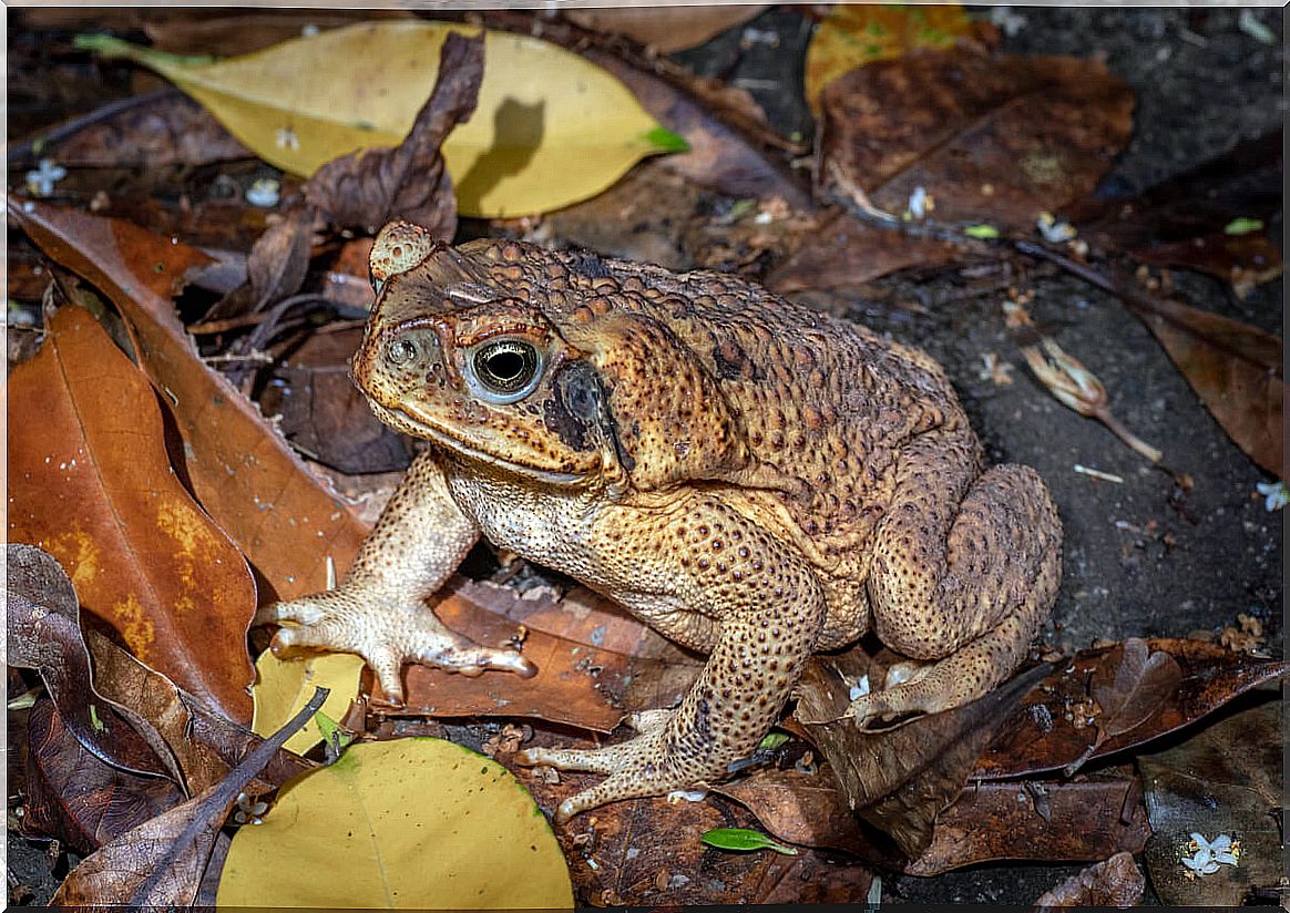 An adult cane toad.