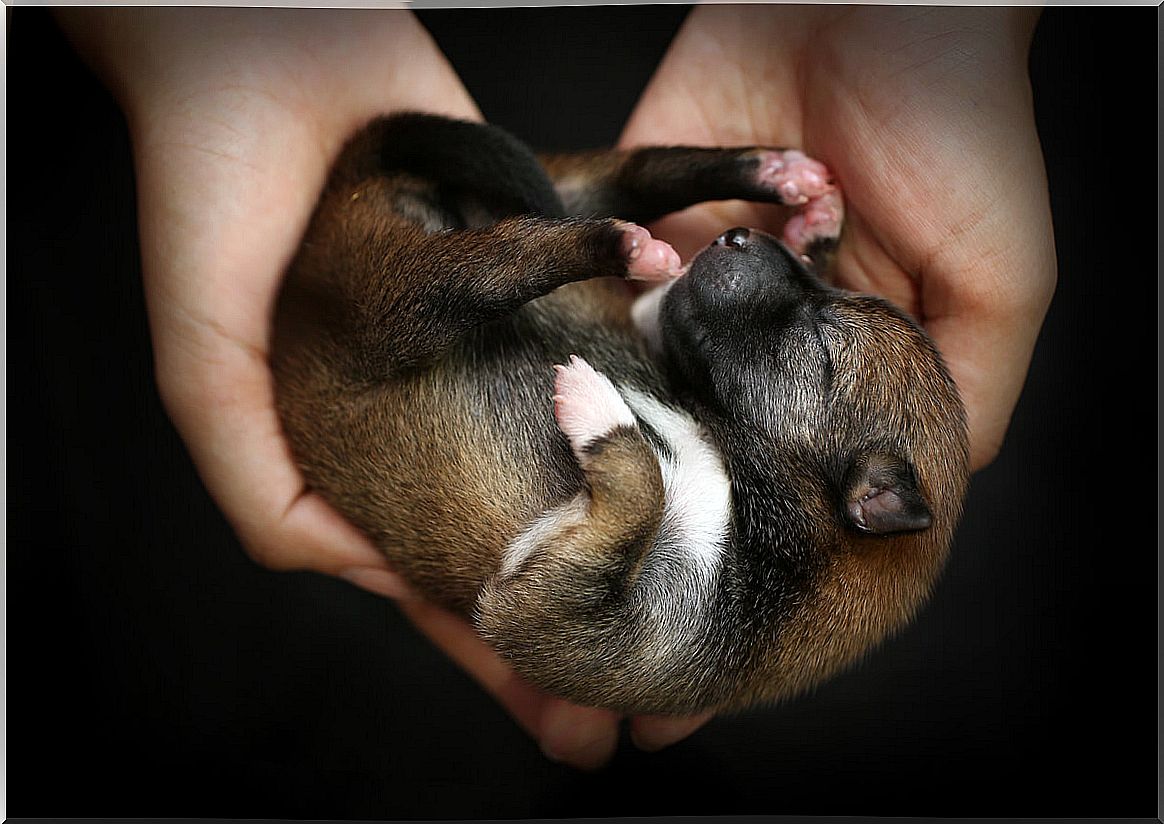 Caring for newborn puppies