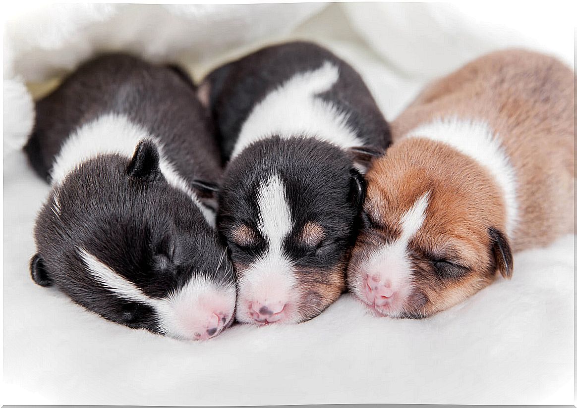 Three puppies together.