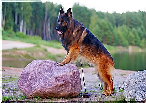 Caring for the coat of the Alsatian German Shepherd