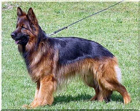 Alsatian or long-haired German Shepherd