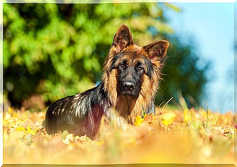 Alsatian German Shepherd: characteristics