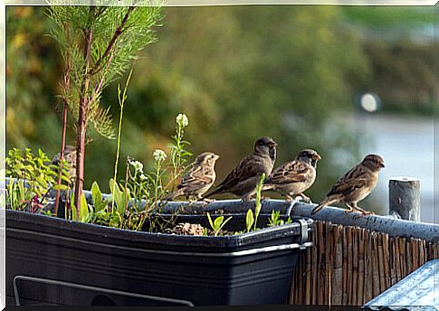 Caring for urban birds: quarantined birders