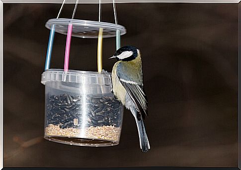 Homemade bird feeder, made of plastic.